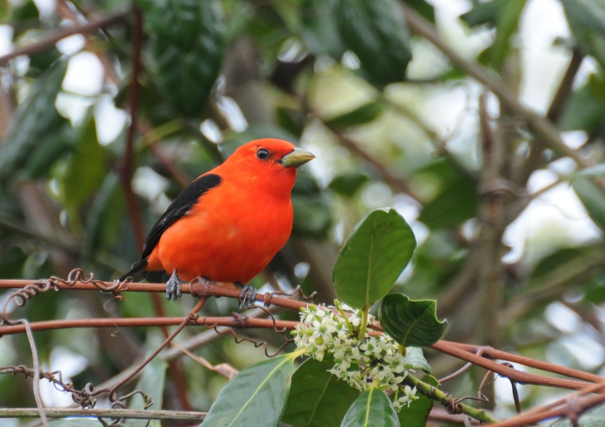 Scarlet Tanager - ML204054211
