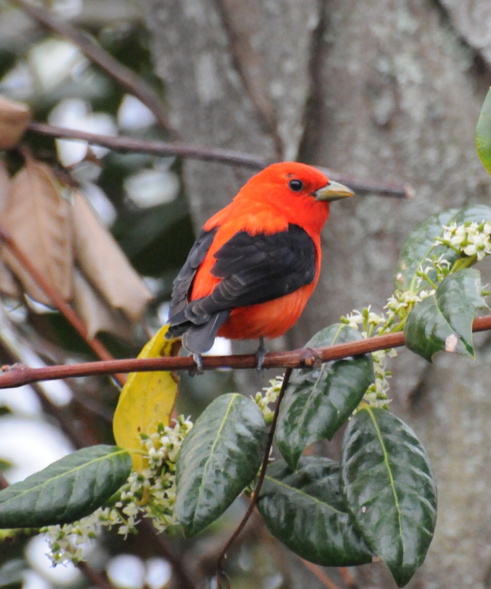 Scarlet Tanager - ML204054221