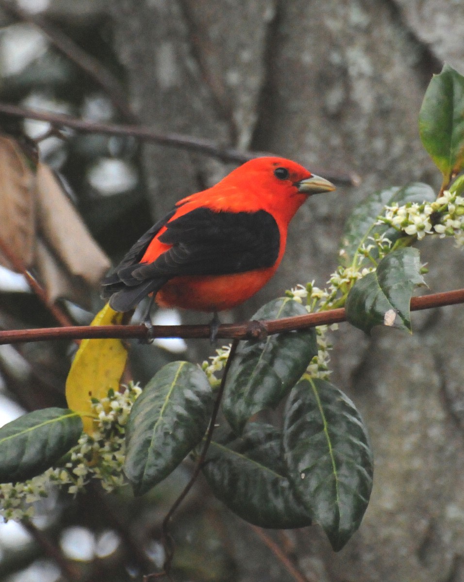Scarlet Tanager - ML204054231
