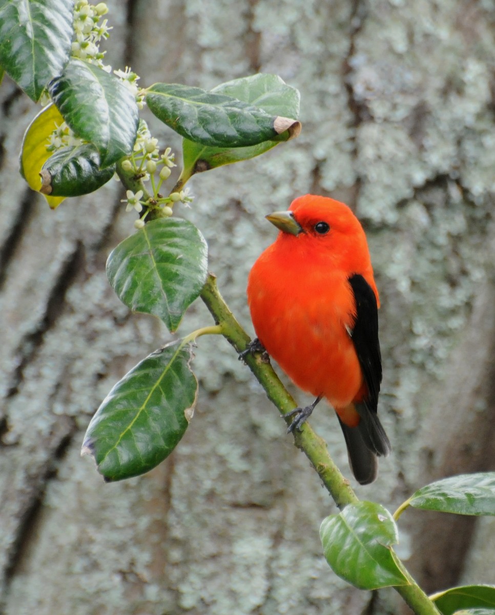 Scarlet Tanager - ML204054241