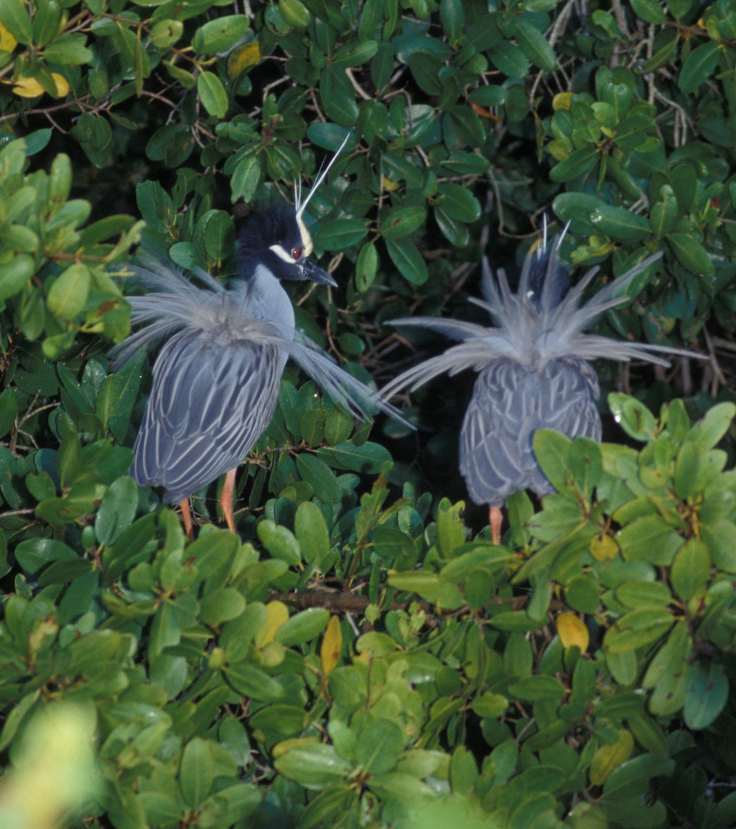 Yellow-crowned Night Heron (Yellow-crowned) - marvin hyett
