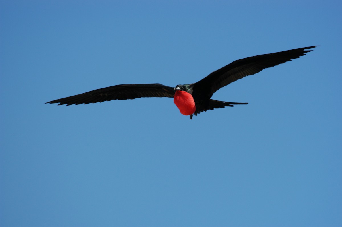 Great Frigatebird - marvin hyett