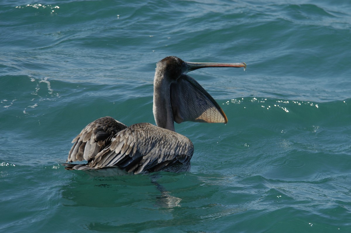 Brown Pelican (Galapagos) - marvin hyett