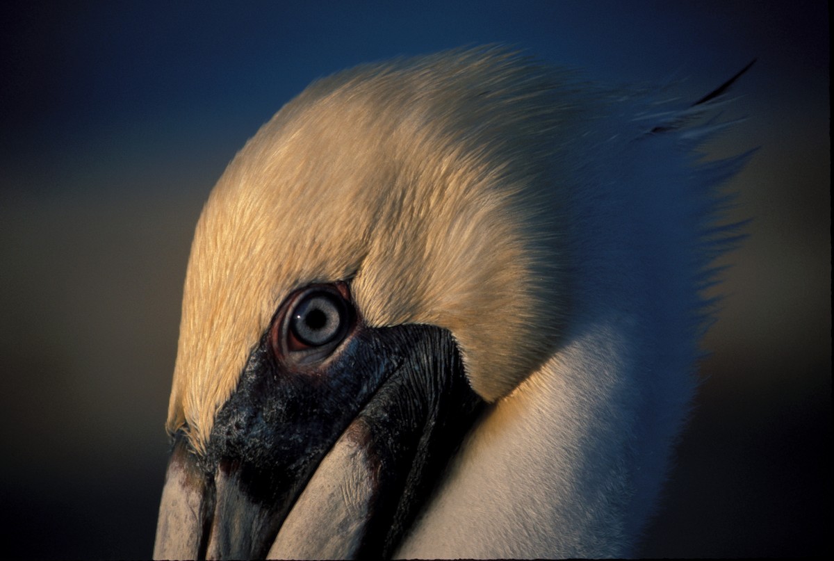 Brown Pelican (Atlantic) - marvin hyett