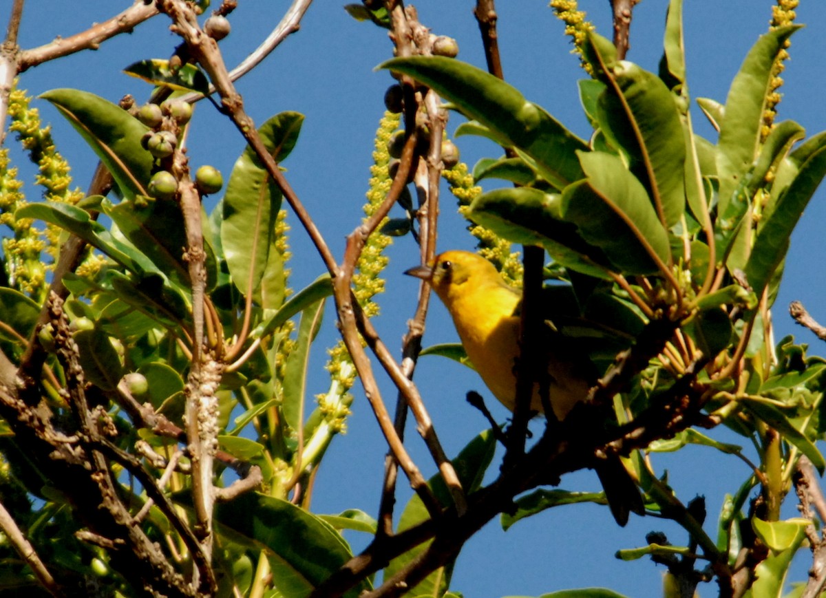 Flame-colored Tanager - ML204055911