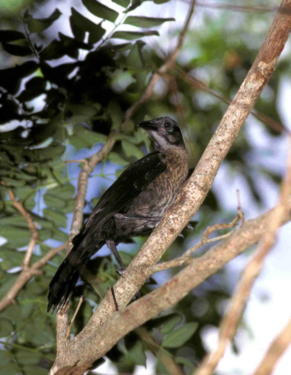 Black-headed Saltator - marvin hyett