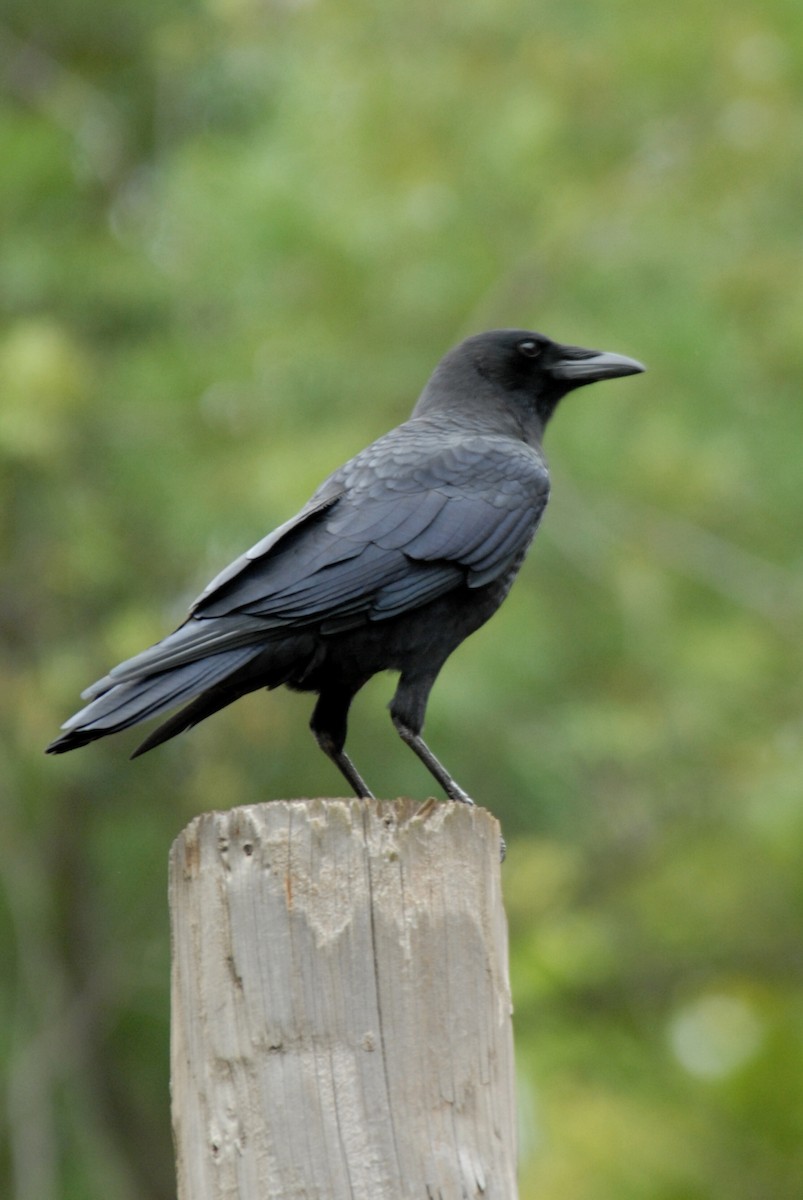 Common Raven - marvin hyett