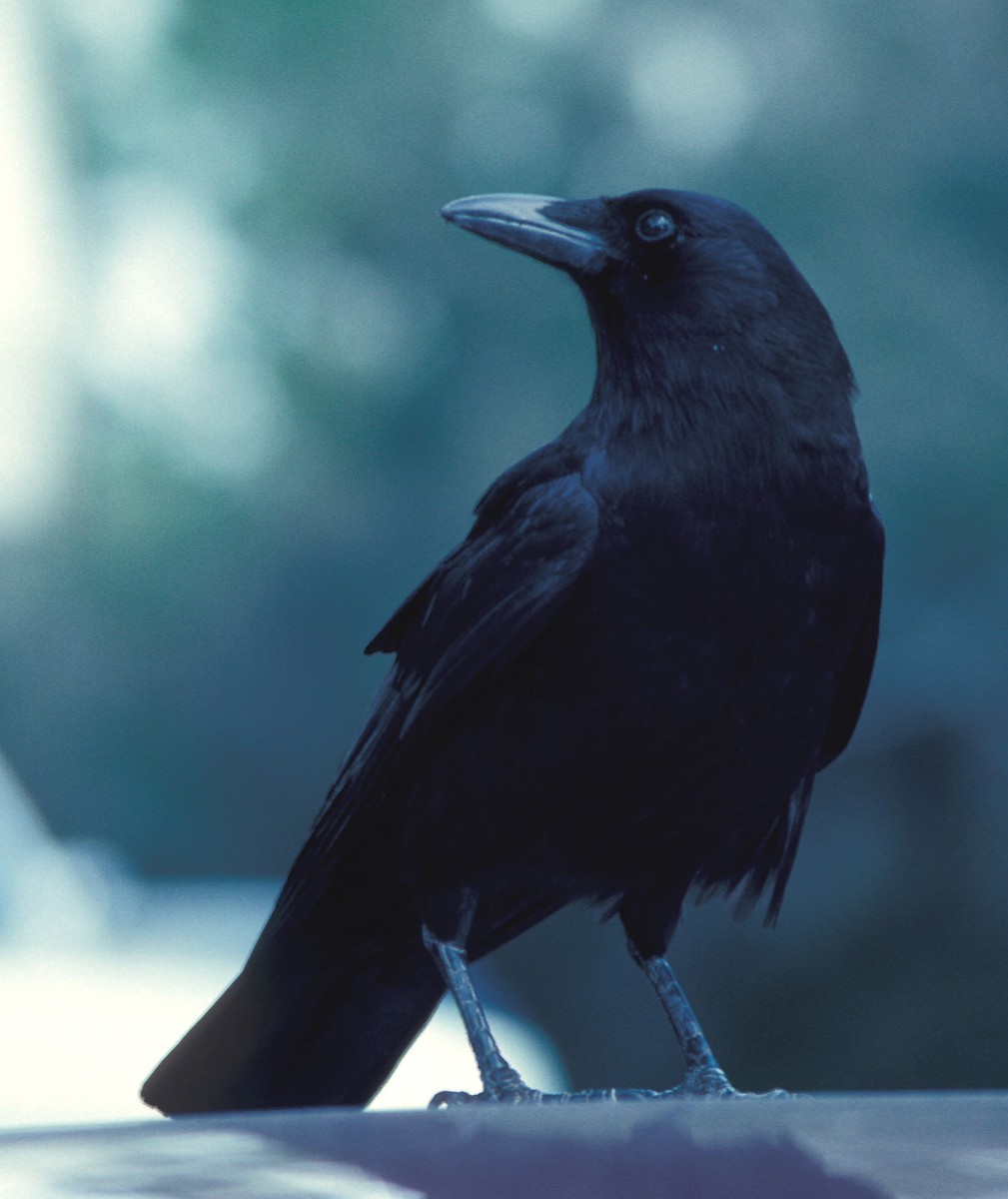 American Crow - marvin hyett