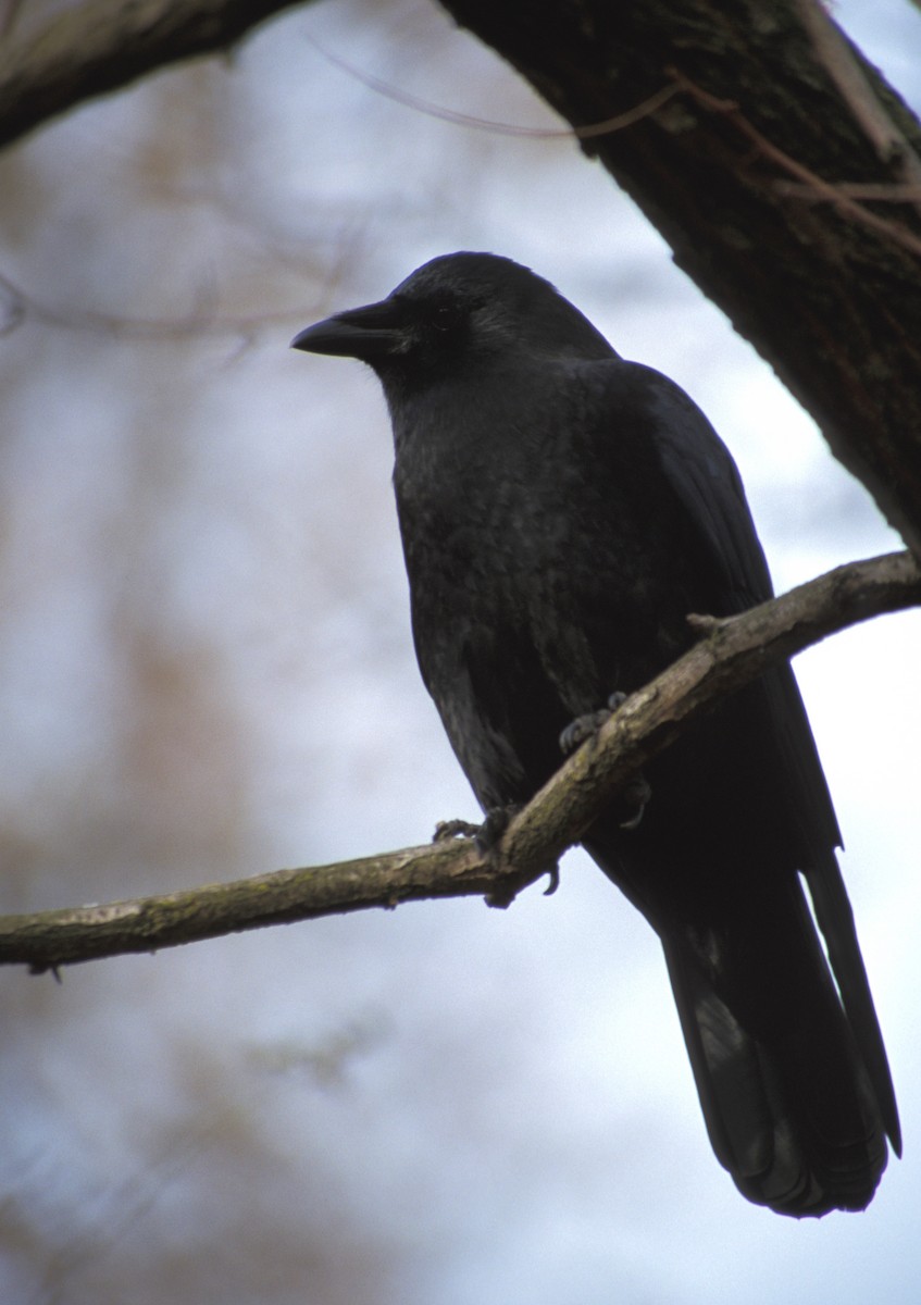 American Crow - marvin hyett