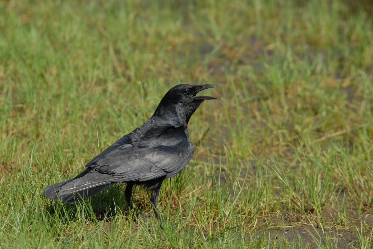 Fish Crow - marvin hyett