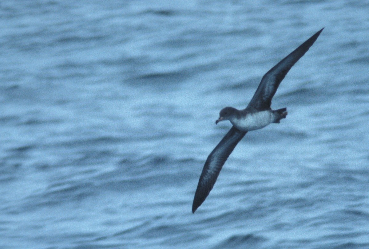 Pink-footed Shearwater - marvin hyett