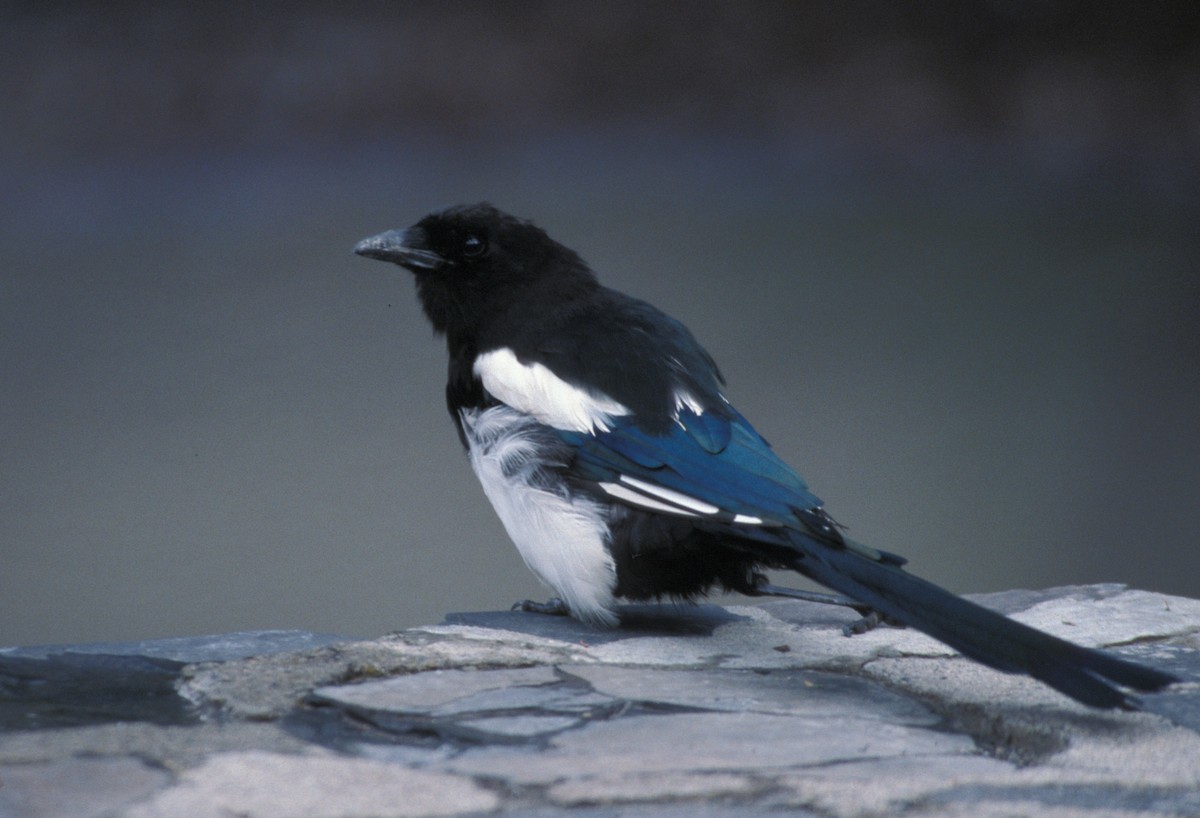 Black-billed Magpie - marvin hyett