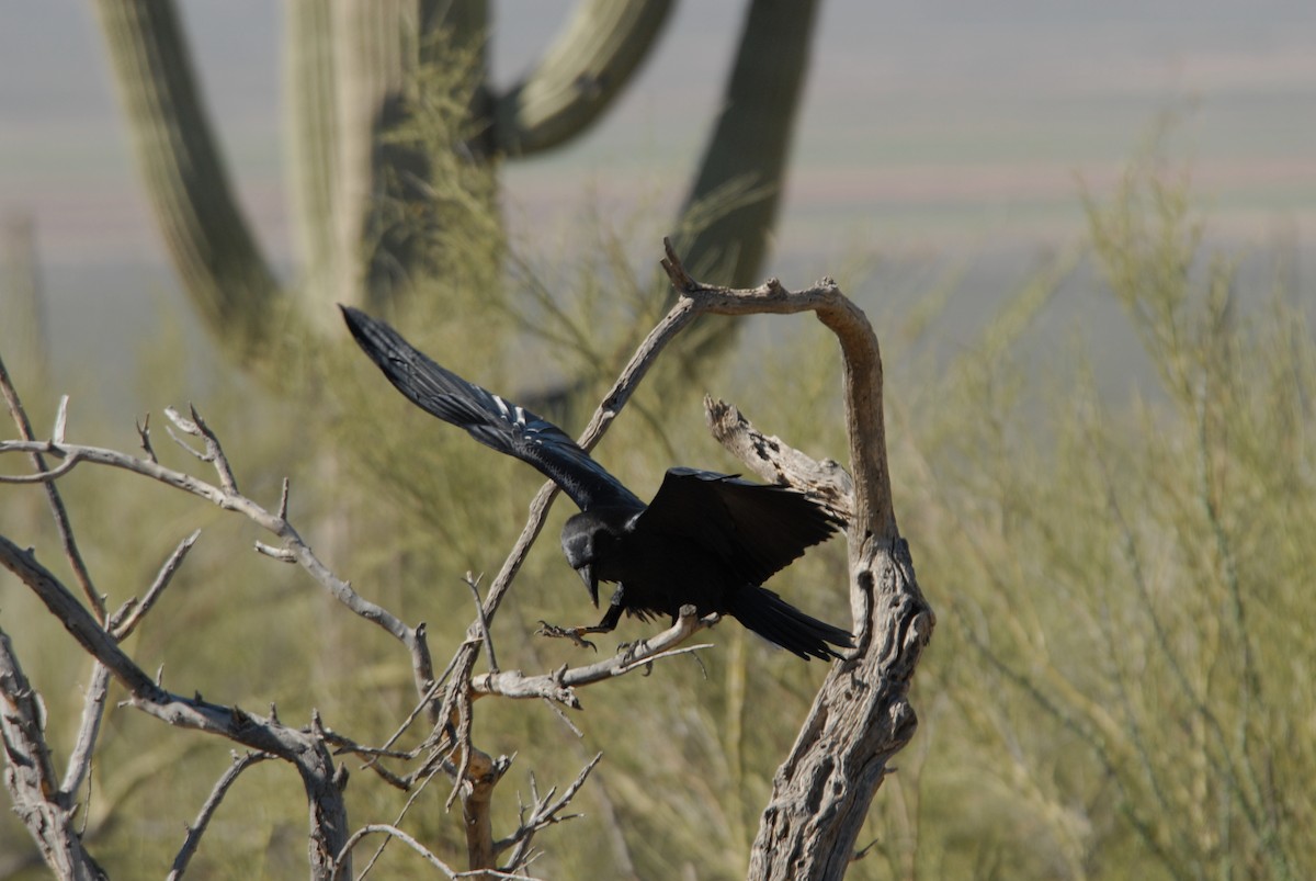 Chihuahuan Raven - marvin hyett