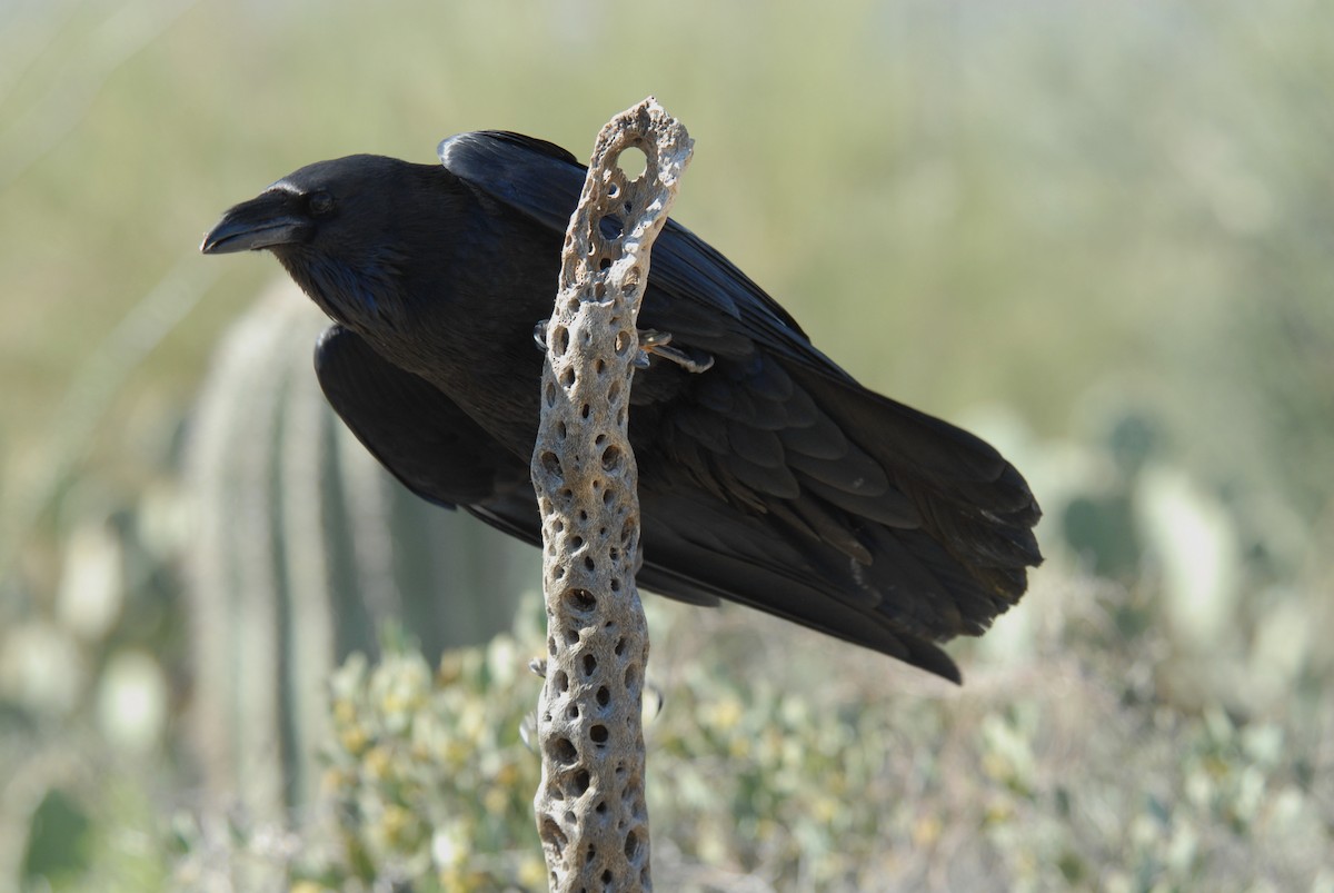 Chihuahuan Raven - marvin hyett