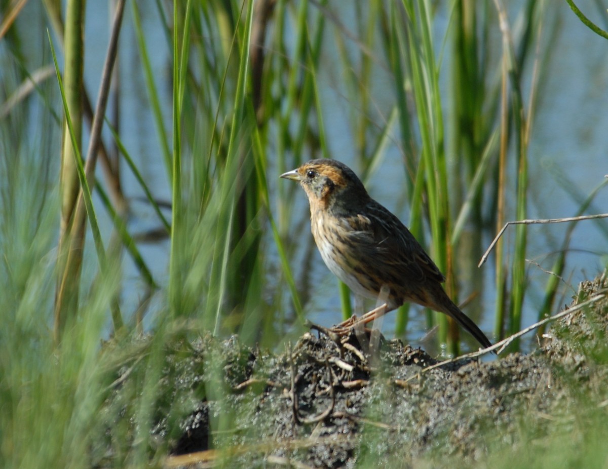 Saltmarsh Sparrow - marvin hyett