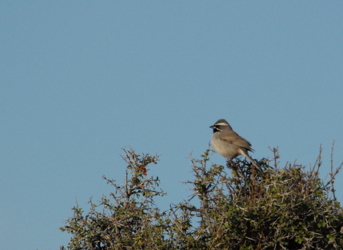 Black-throated Sparrow - ML204058311