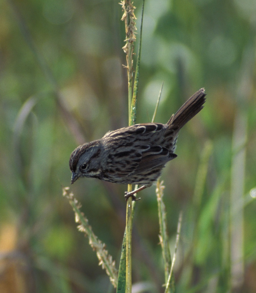 Song Sparrow (heermanni Group) - marvin hyett