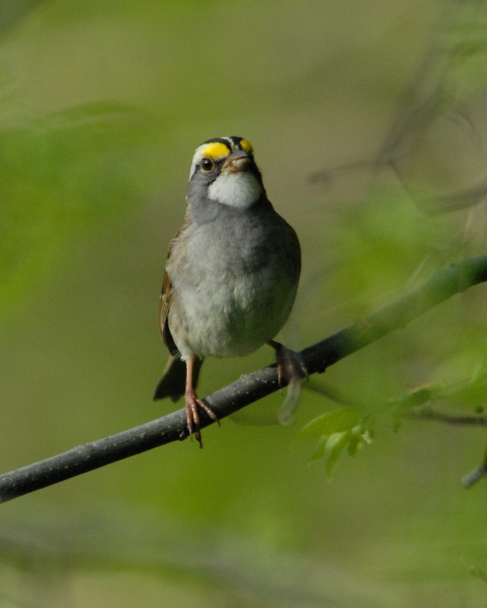 White-throated Sparrow - ML204058861