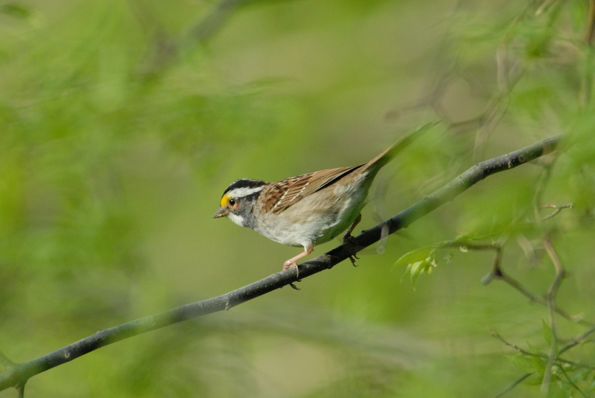 White-throated Sparrow - ML204058881