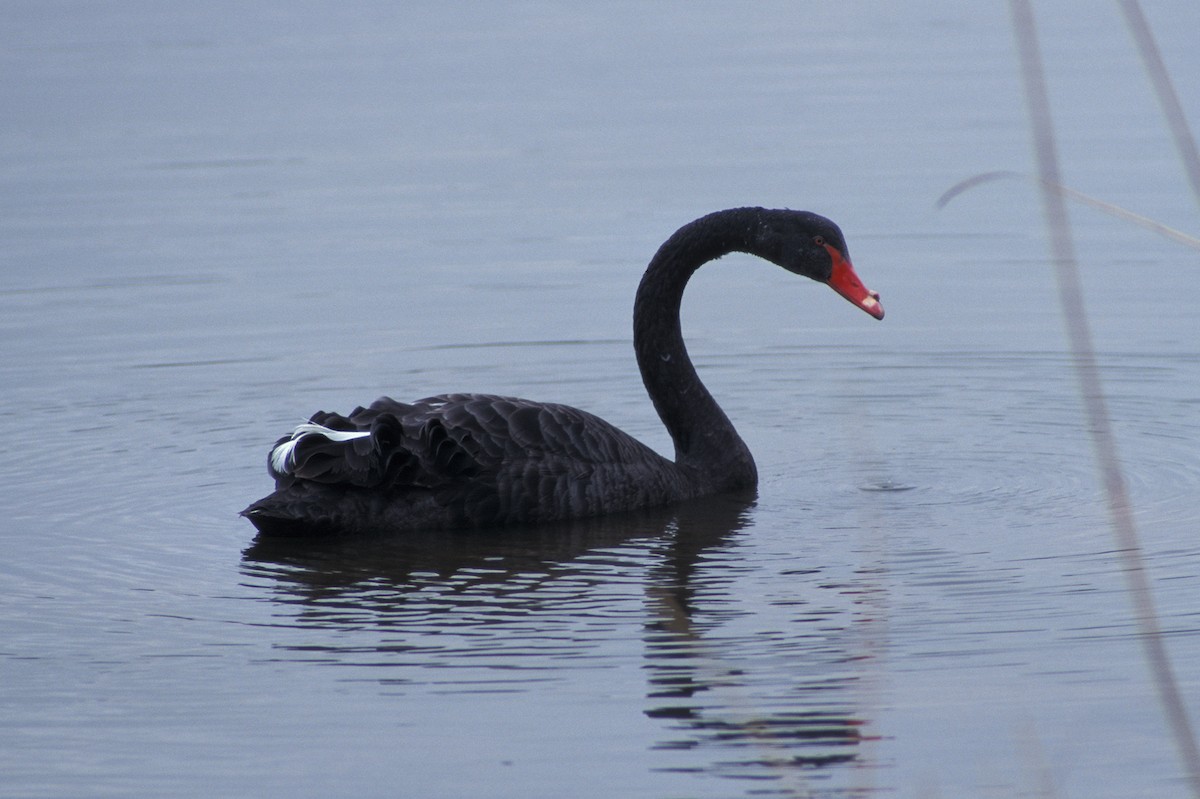 Black Swan - marvin hyett