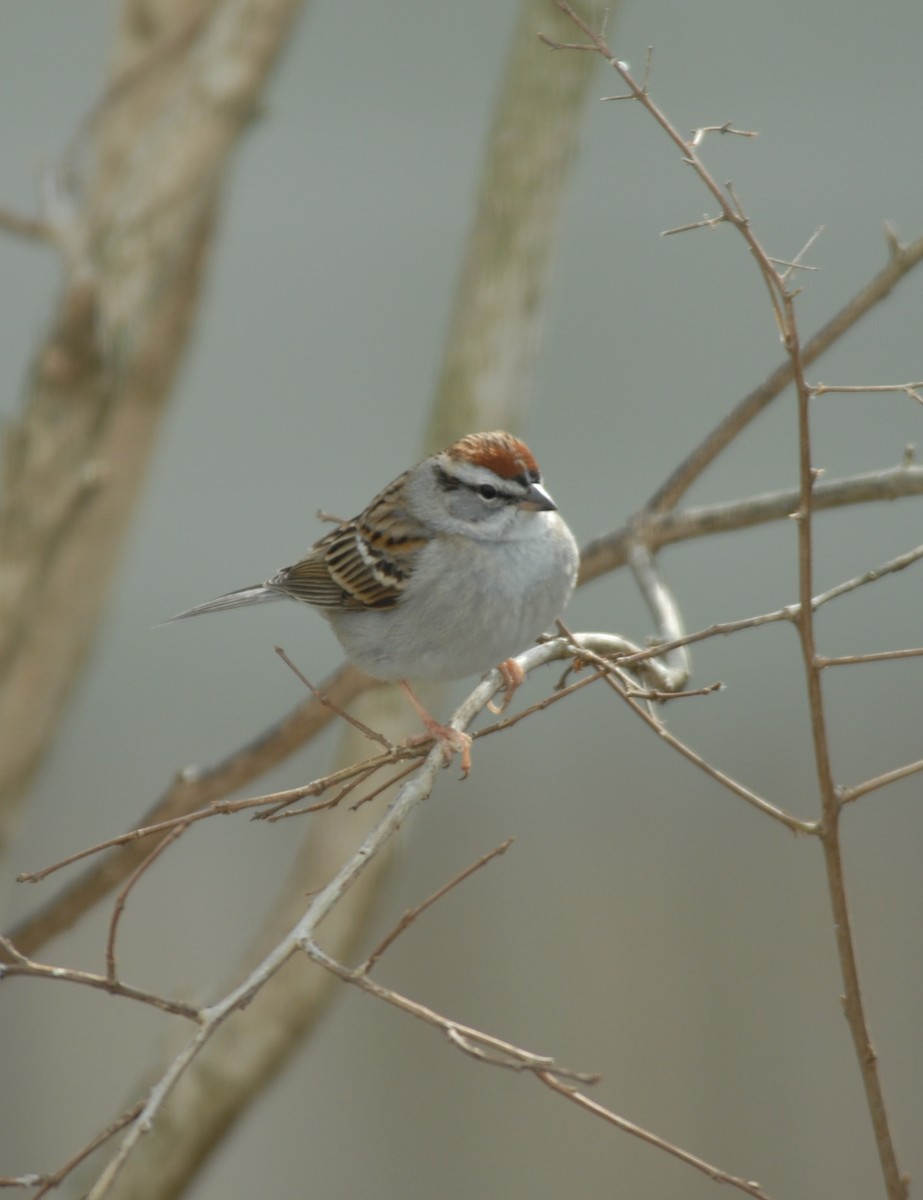 Chipping Sparrow - marvin hyett