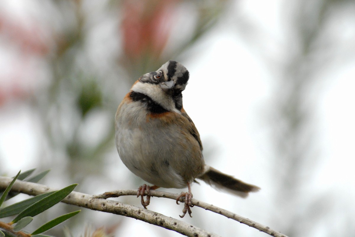 Rufous-collared Sparrow - marvin hyett