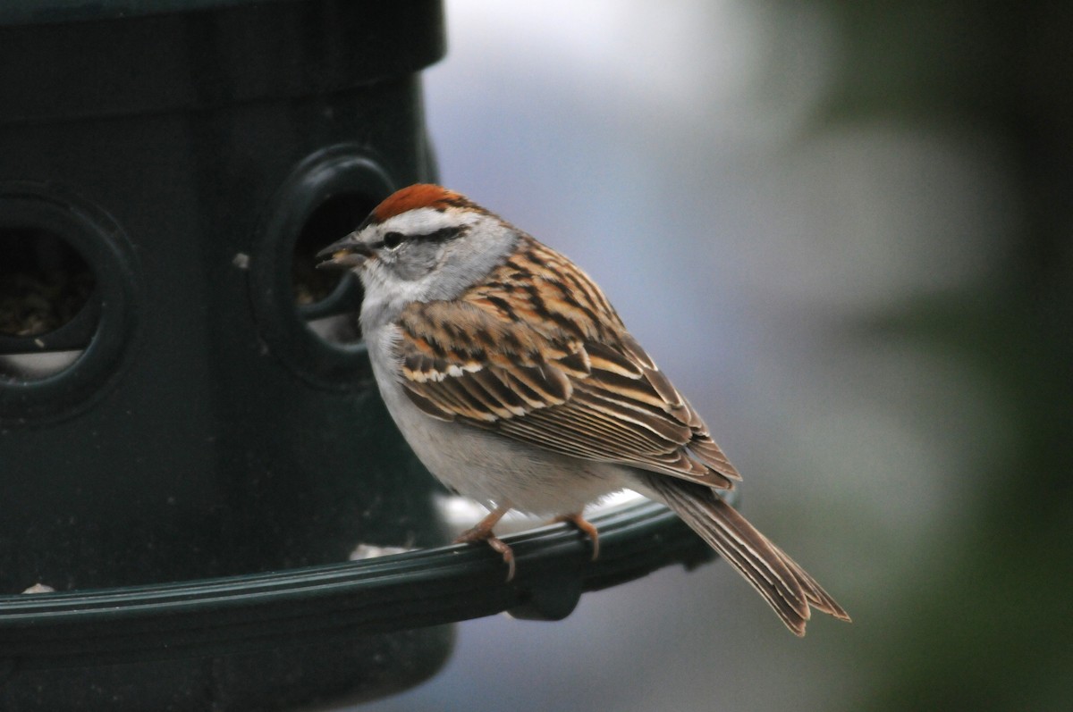 Chipping Sparrow - ML204060651