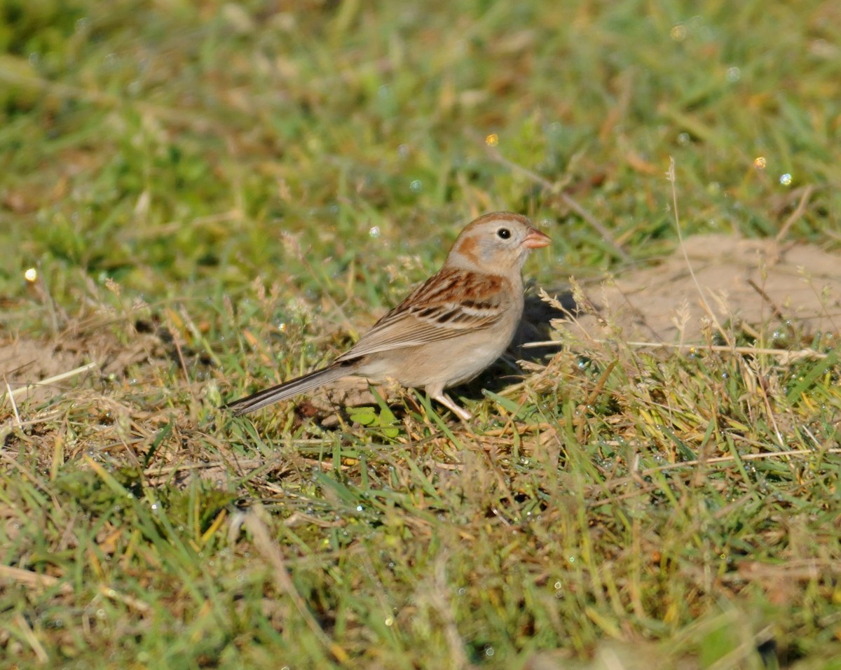 Field Sparrow - ML204060671