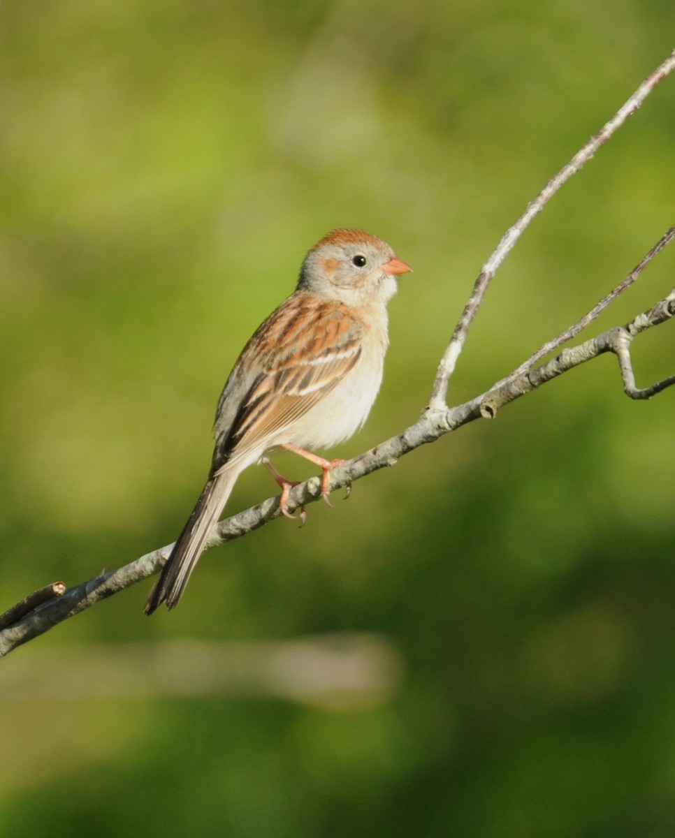 Field Sparrow - marvin hyett