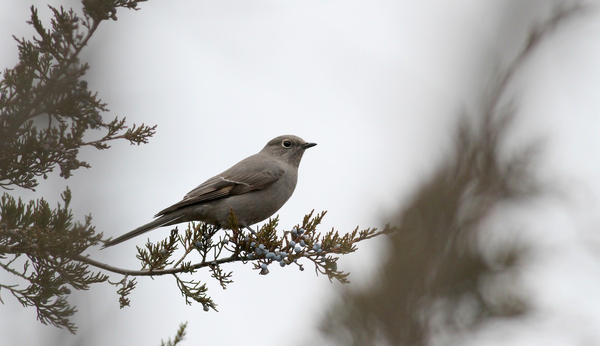 Townsend's Solitaire - ML20406091
