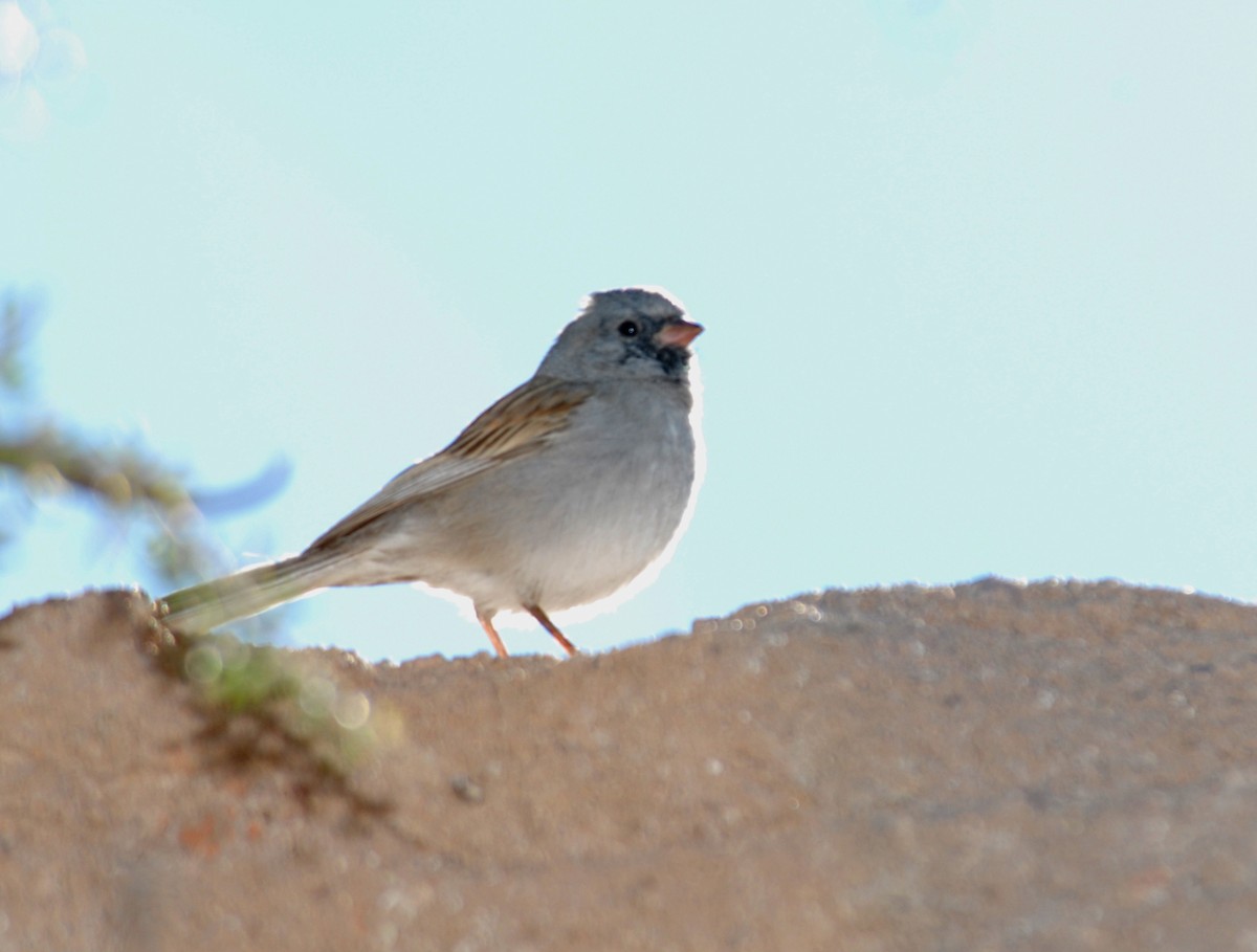 Black-chinned Sparrow - marvin hyett