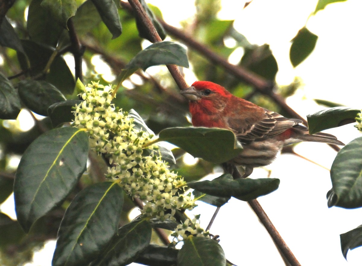 House Finch (Common) - ML204060981