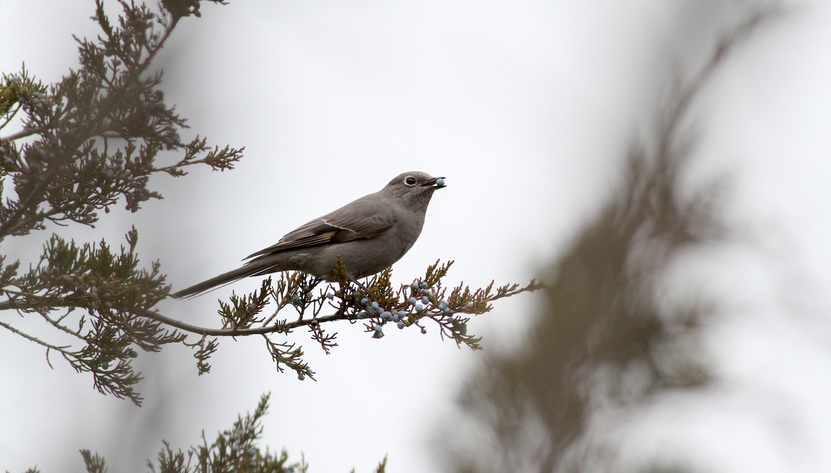 Townsend's Solitaire - ML20406121