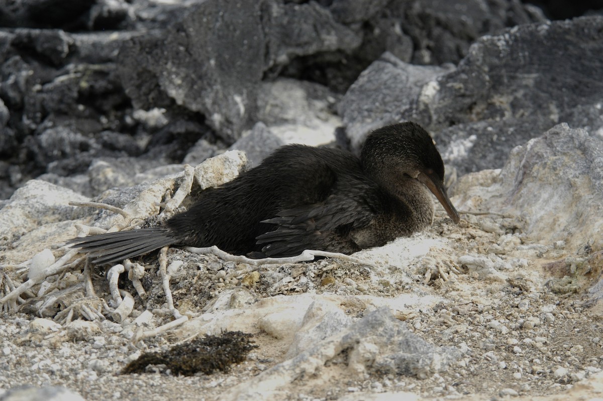 Flightless Cormorant - marvin hyett