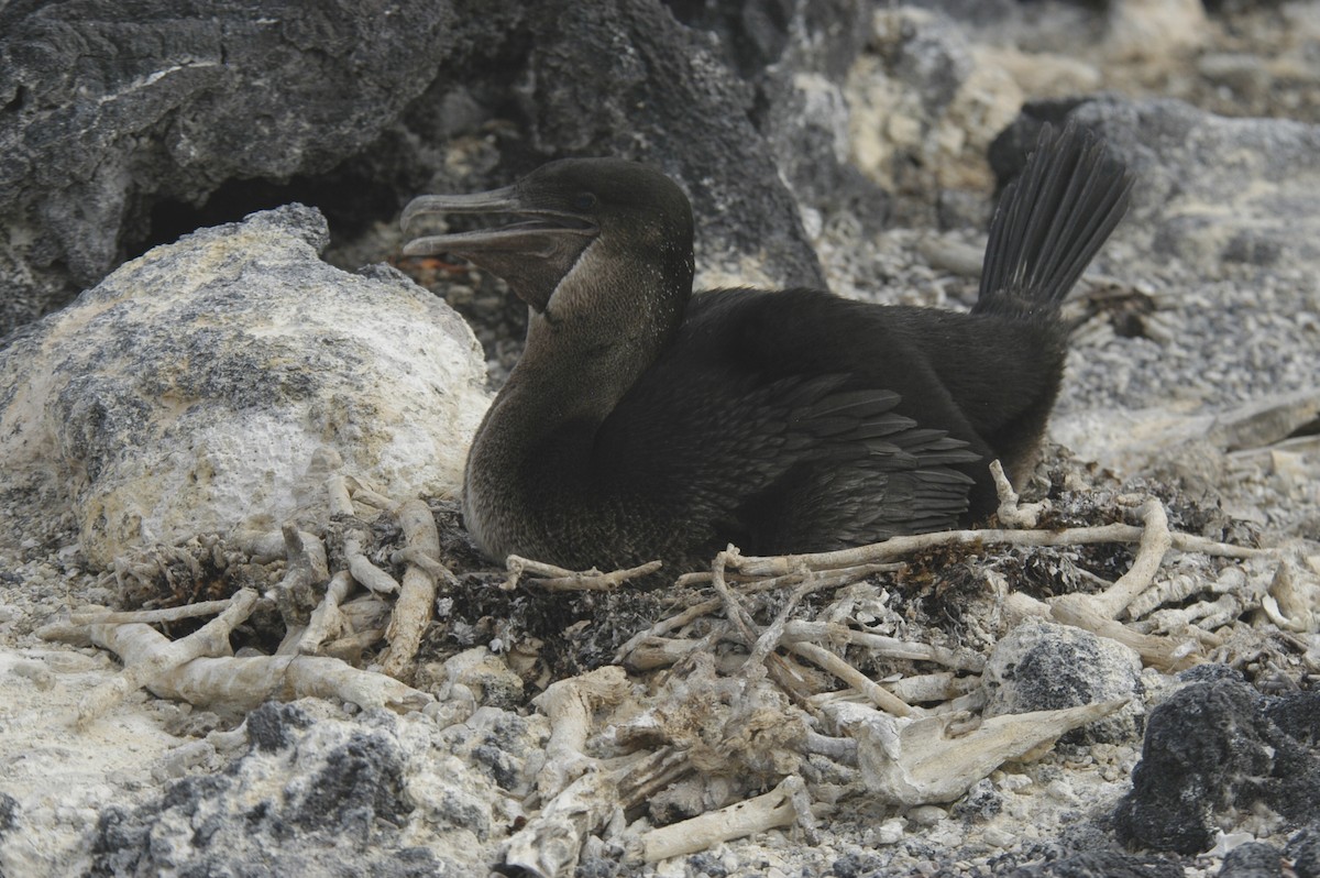 Flightless Cormorant - marvin hyett