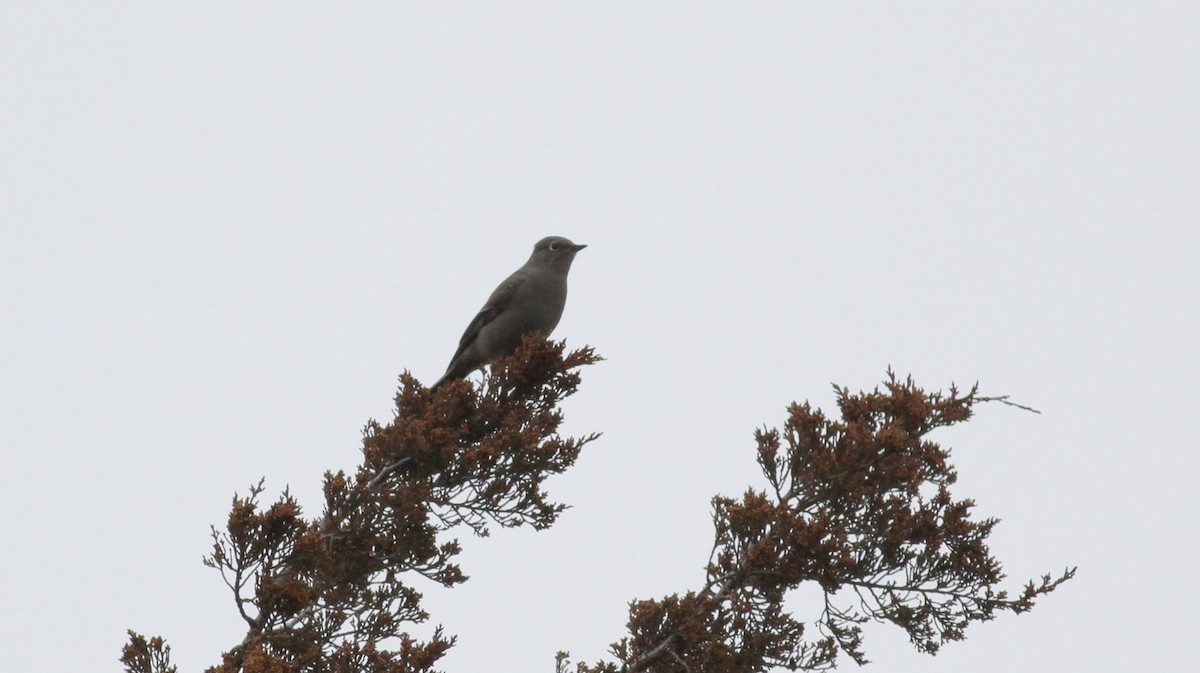 Townsend's Solitaire - ML20406151