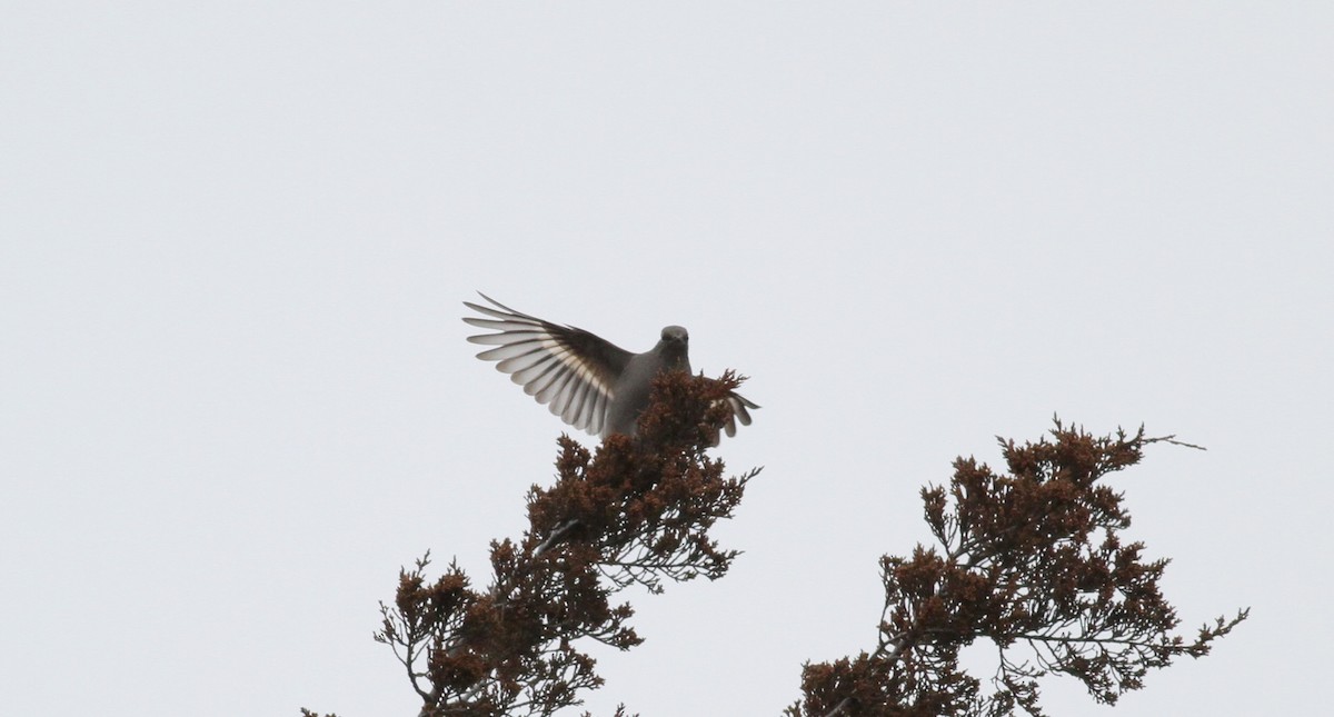 Townsend's Solitaire - Jay McGowan