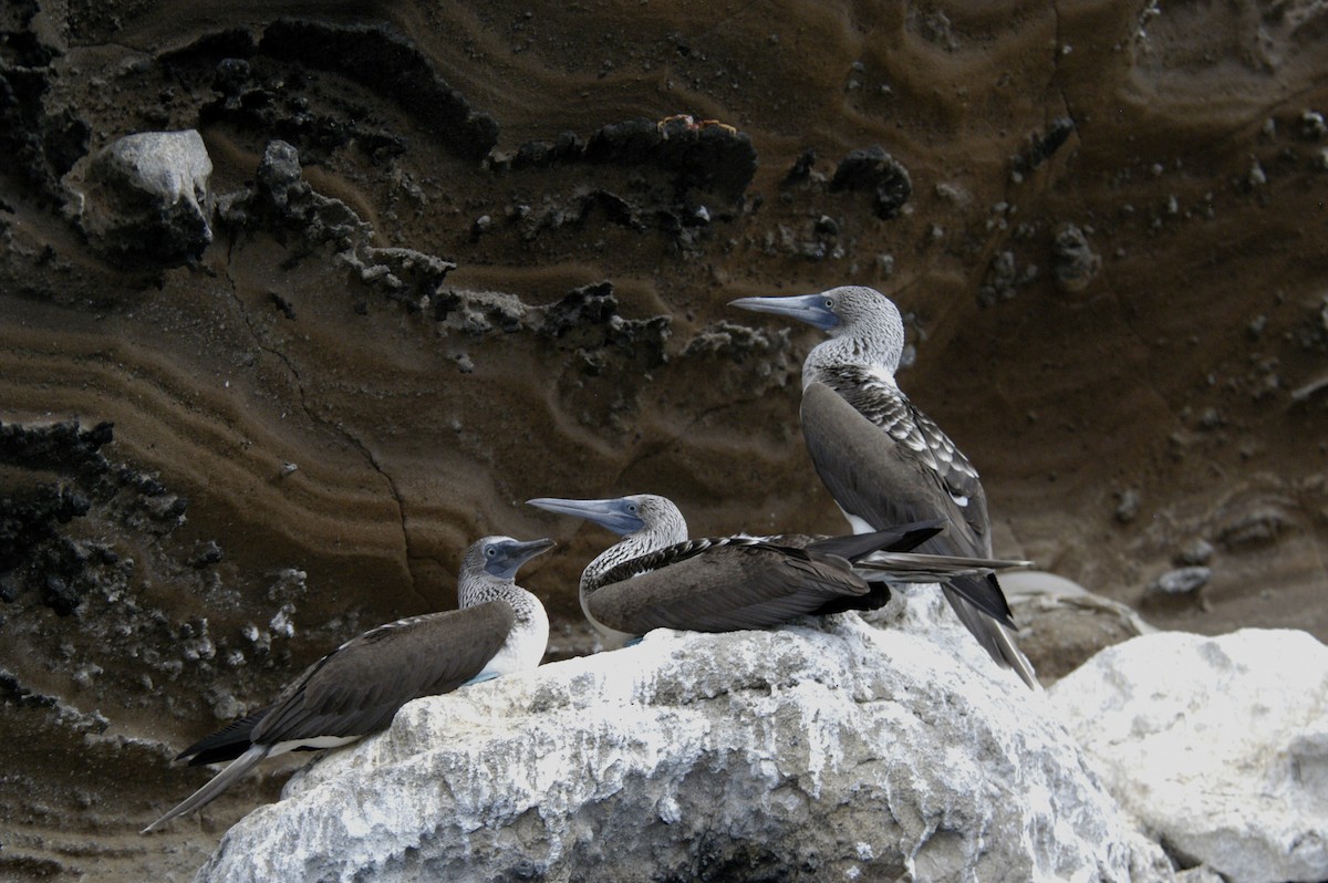Blue-footed Booby - ML204061741
