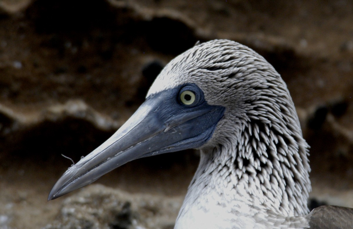 Blue-footed Booby - ML204061751