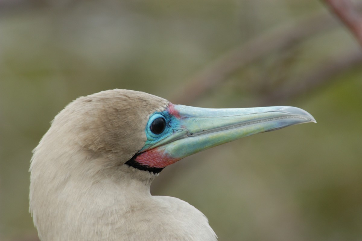 Red-footed Booby (Eastern Pacific) - marvin hyett