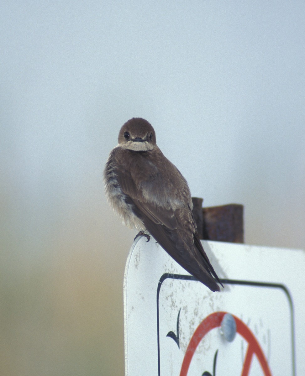 Northern Rough-winged Swallow (Northern) - marvin hyett