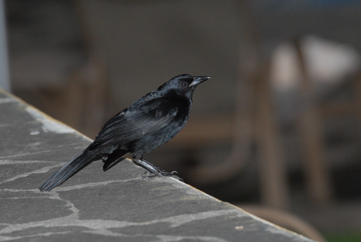 Melodious Blackbird - marvin hyett