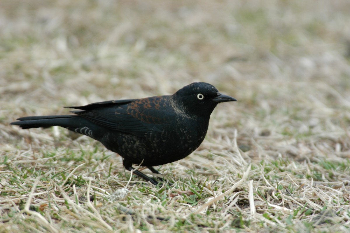 Rusty Blackbird - marvin hyett