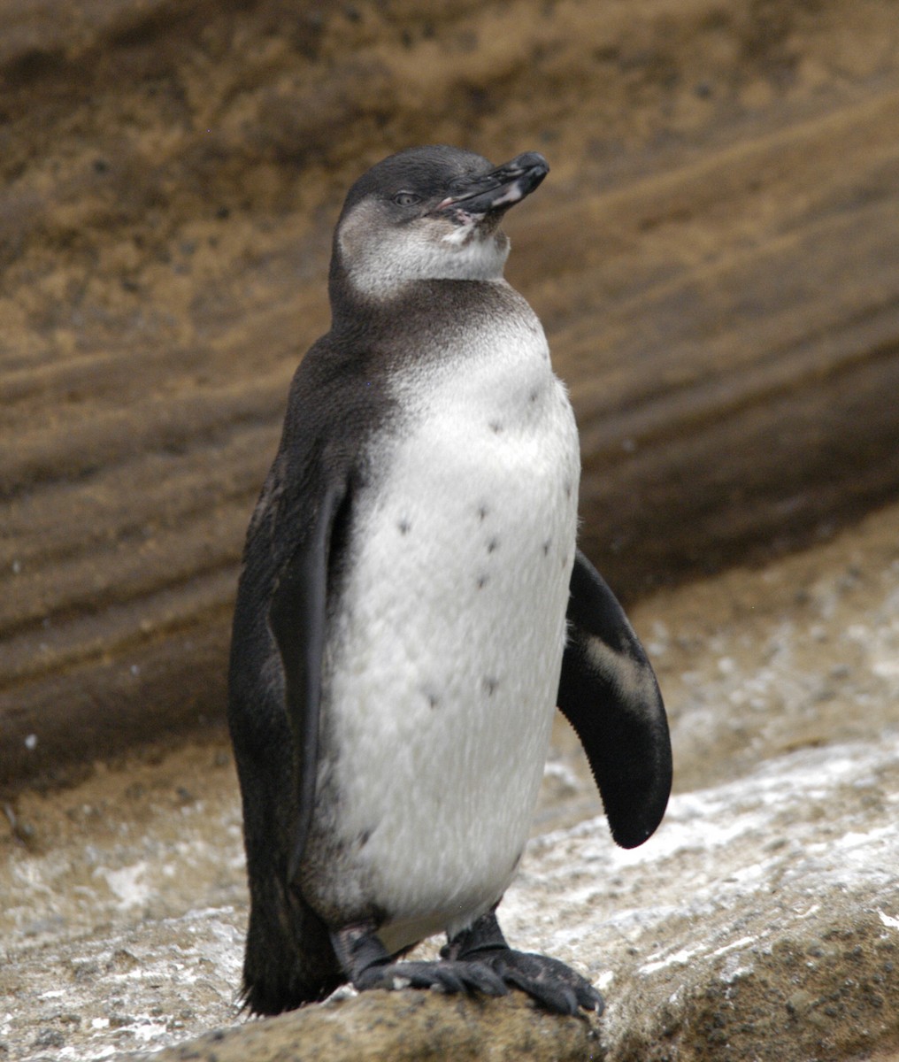 Галапагосский пингвин - ML204064181