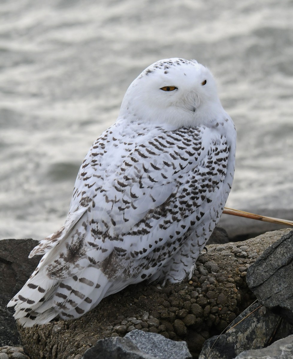 Snowy Owl - marvin hyett