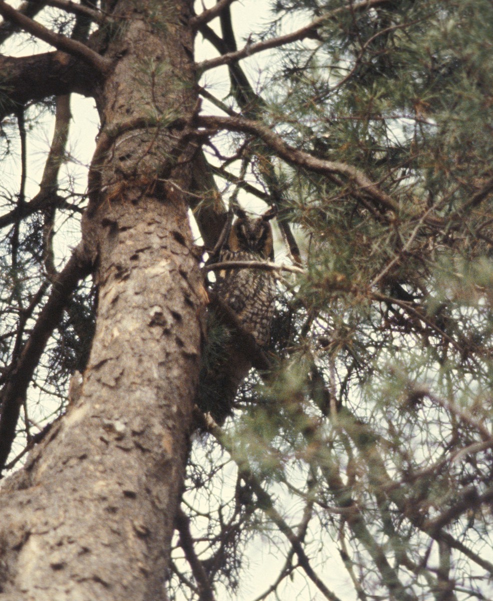 Long-eared Owl (American) - marvin hyett