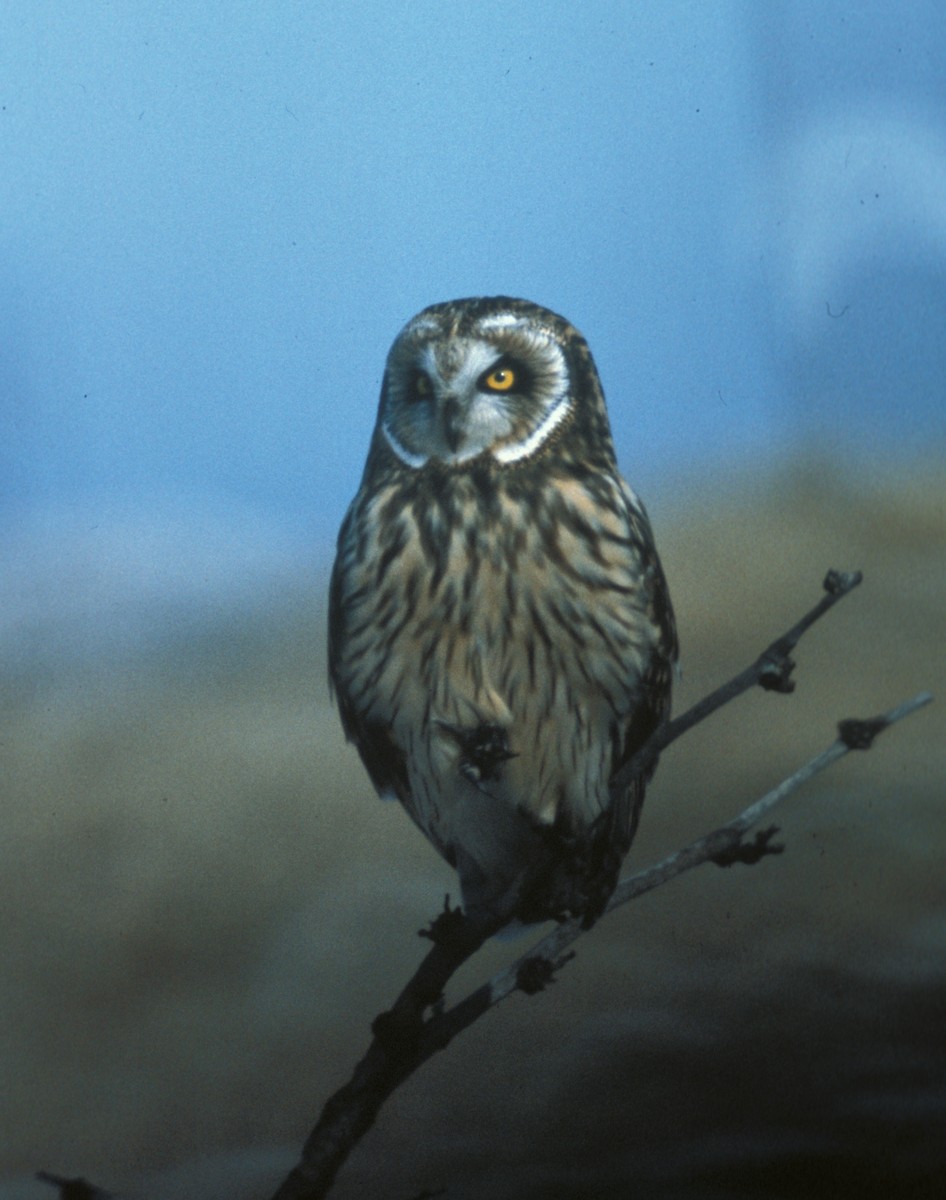 Short-eared Owl (Northern) - marvin hyett