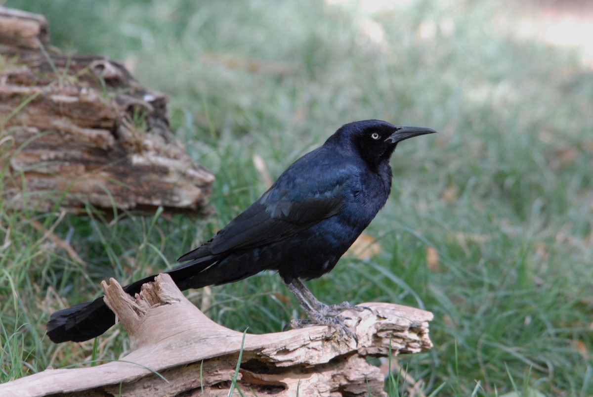 Great-tailed Grackle (Great-tailed) - marvin hyett