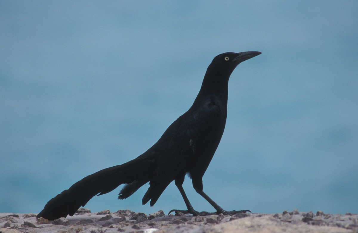 Great-tailed Grackle (Great-tailed) - ML204065401