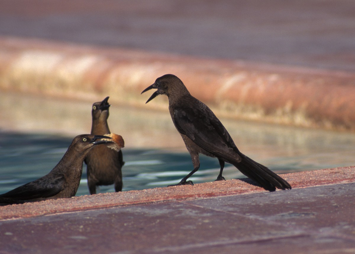 Great-tailed Grackle (Great-tailed) - ML204065411